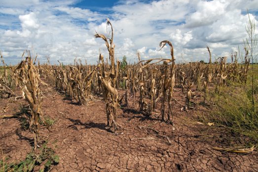 Dry corn stalks growing in cracked, dry earth